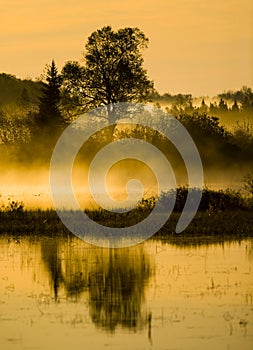 Morning Marsh, Mist, and Tree