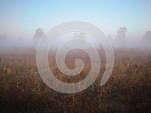 Morning meadow covered with grass and plantz