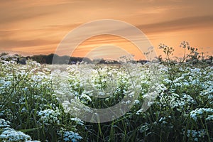 Morning meadow with flowering Cow parsley in the foreground