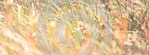 Morning meadow - fresh grass, raindrops, spider webs, sunlight background, nature background