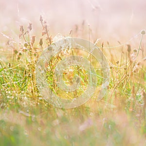 Morning meadow - fresh grass, raindrops, spider webs, sunlight background, nature background