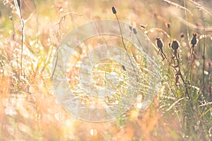 Morning meadow - fresh grass, raindrops, spider webs, sunlight background, nature background