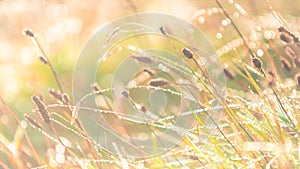 Morning meadow - fresh grass, raindrops, spider webs, sunlight background, nature background