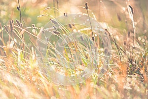 Morning meadow - fresh grass, raindrops, spider webs, sunlight background, nature background