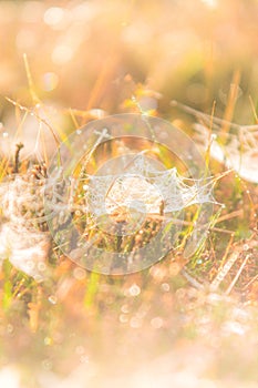 Morning meadow - fresh grass, raindrops, spider webs, sunlight background, nature background