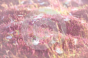 Morning meadow - fresh grass, raindrops, spider webs, sunlight background, nature background