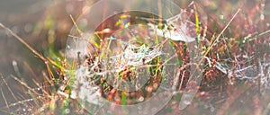 Morning meadow - fresh grass, raindrops, spider webs, sunlight background, the nature background