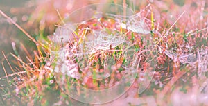 Morning meadow - fresh grass, raindrops, spider webs, sunlight background, the nature background