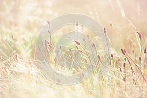 Morning meadow - fresh grass, raindrops, spider webs, sunlight background, nature background