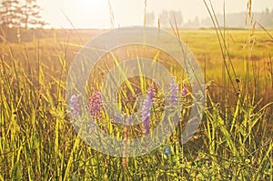 Morning meadow with purple flowers