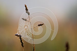 Morning meadow