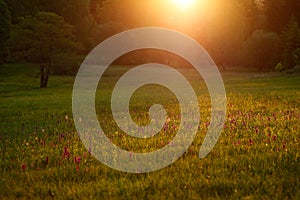 Morning meadow with wild orchid flowers. Sunrise in nature. Broad-leaved Marsh Orchid, Dactylorhiza majalis, European terrestrial