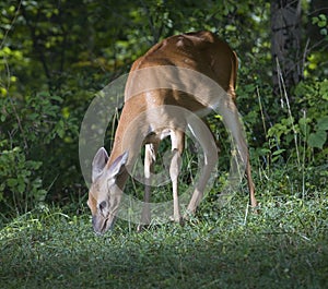 Morning meal for a deer