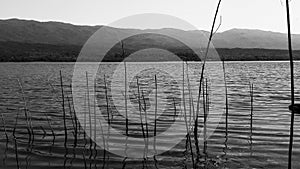 Morning meditation, a lake with mountains in the background and some branches sticking out of the water invite reflection