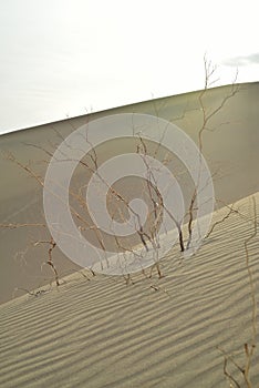 Morning in Mesquite Sand Dunes Death Valley