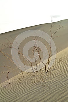 Morning in Mesquite Sand Dunes Death Valley