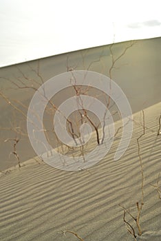 Morning in Mesquite Sand Dunes Death Valley