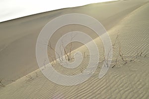 Morning in Mesquite Sand Dunes Death Valley