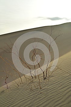 Morning in Mesquite Sand Dunes Death Valley