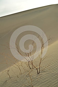 Morning in Mesquite Sand Dunes Death Valley