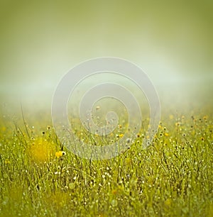 Morning mist and dew on grass and flowers
