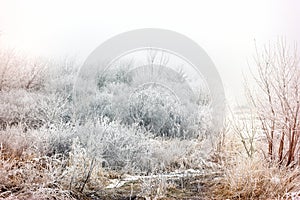 Morning mist fog and hoarfrost - hoar on tree and bush, winter landscape