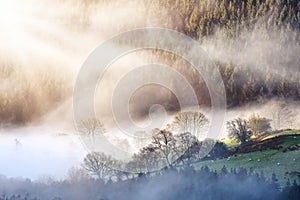 Morning mist forest landscape photo