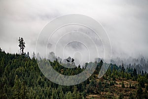 Morning mist in forest