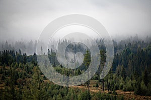 Morning mist in forest