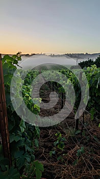 Morning mist lingers between rows of lush grapevines, with the dawn's early light casting a serene glow over the