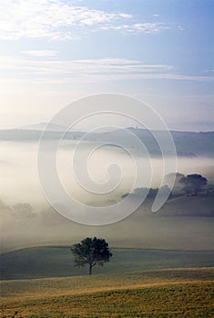 A Morning mist with lone tree in fields around San Quirico Val D`Orcia Tuscany Italy