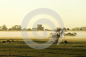 Morning mist in the pasture of the farm