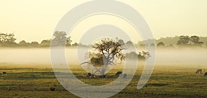 Morning mist in the pasture of the farm