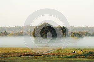 Morning mist in the pasture of the farm