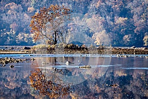 Morning mist on the Susquehanna River - 1