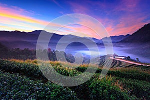 Morning mist at terrace of tea, doi angkhang in Chiangmai,Thailand