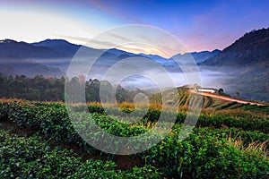 Morning mist at terrace of tea, Doi Angkhang in Chiangmai,Thailand