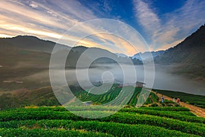 Morning mist at terrace of tea, Doi Angkhang in Chiangmai,Thailand