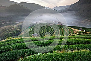 Morning mist at terrace of tea, Doi Angkhang in Chiangmai,Thailand