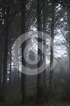Morning mist in a waikato forest in New Zealand