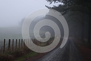 Morning mist on a Waikato rural road in New Zealand