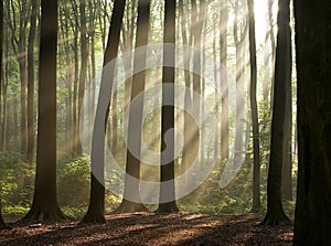 morning in the misty forest photo