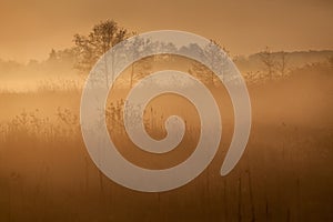 Morning misty landscape in the river valley