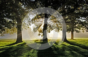 Morning Misty Sun Rays through Oak Trees