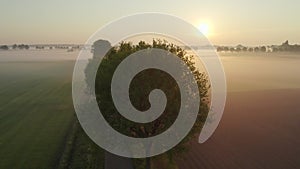 Morning mystique: aerial sunrise reveals silhouetted tree and sunlit farm fields amidst glowing fog