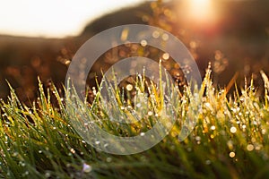 Morning nature. Green grass covered with dew against the background of the rising sun.