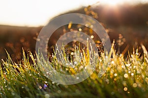 Morning nature. Green grass covered with dew against the background of the rising sun.