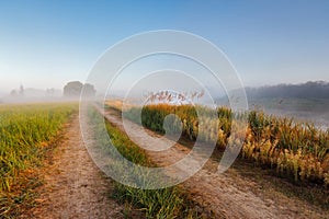 Morning near Berezino, river berezina