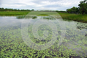 Morning in Nitmiluk N.P. - Australia
