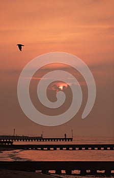 Seagull flying to freedom over the beach